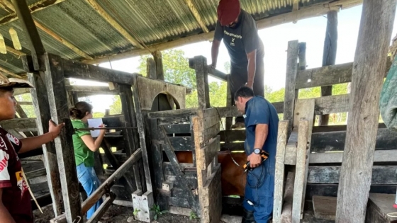 Salta avanza con un nuevo operativo de mejora genética bovina mediante IATF en La Caldera