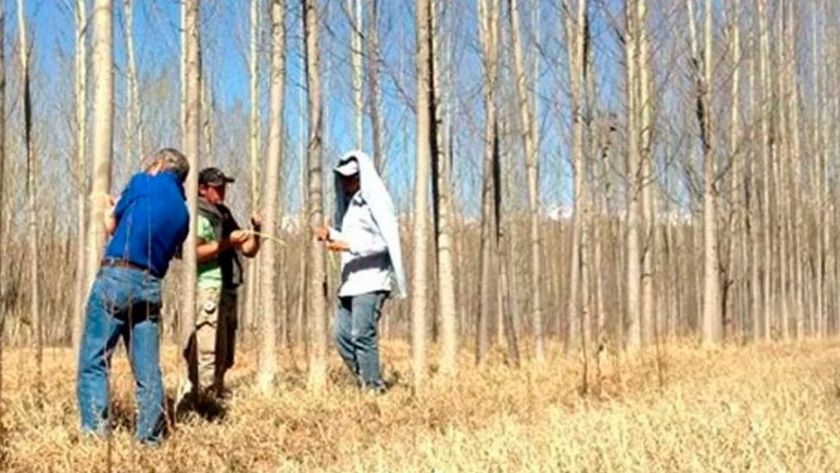 Producción forestal, analizan especies y clones para mejorar rendimientos