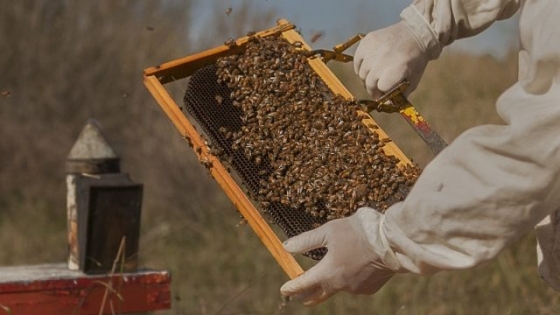Alerta para la apicultura: el Senasa reforzó los controles ante el riesgo de ingreso del pequeño escarabajo de las colmenas