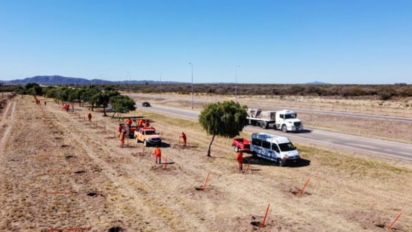 Plan de Parquización: finalizaron las plantaciones de álamos a raíz desnuda