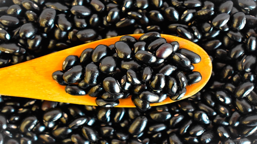 Productores salteños preparados para exportar poroto negro a México