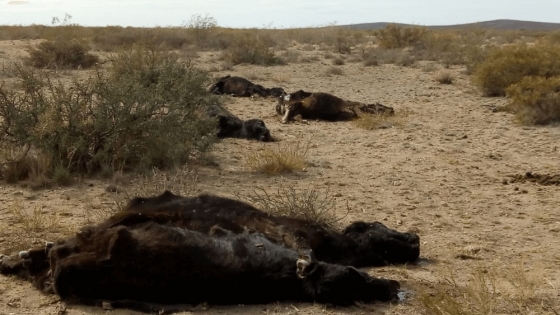 En el sur de La Pampa la sequía nunca se terminó y alertan por la muerte de más de 5.000 animales