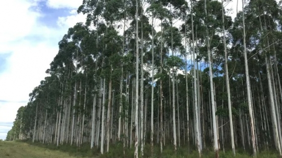 ¿Por qué el Eucalyptus es un recurso clave para un futuro energético sostenible en Argentina?