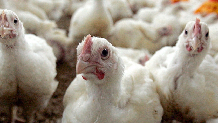 Tras un segundo caso de gripe aviar en un mes, Holanda sacrifica 200.000 aves de granja