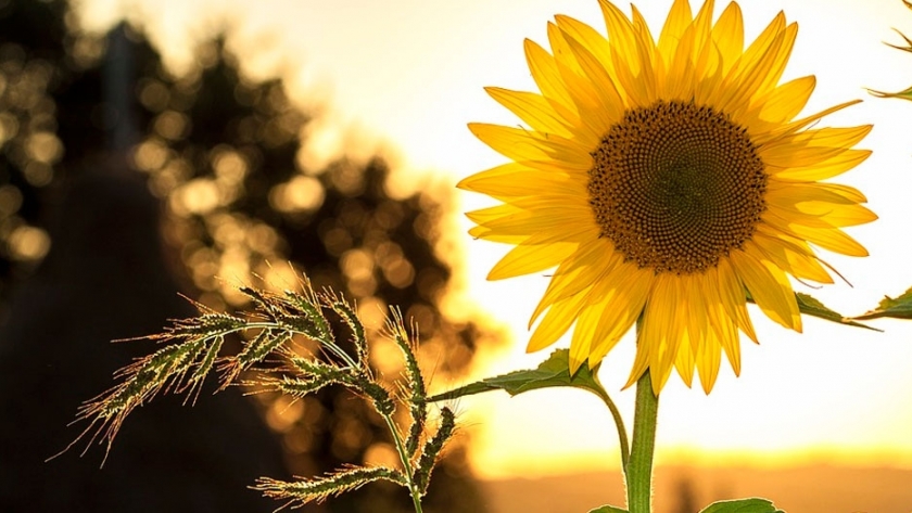 Buenos Aires: ya empezó la cosecha de girasol