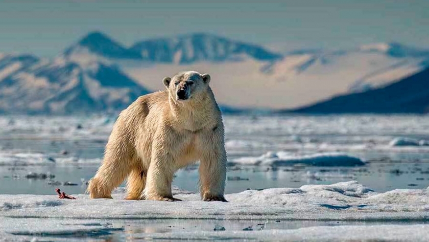Un tercio de las especies animales y vegetales se extinguirán en 50 años