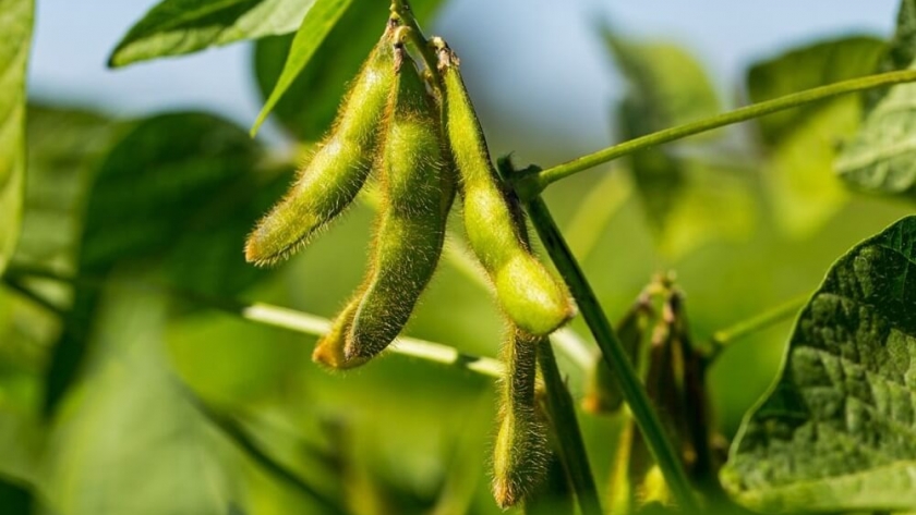 De la mano de la nanotecnología, la fertilización balanceada potencia el rinde de la soja