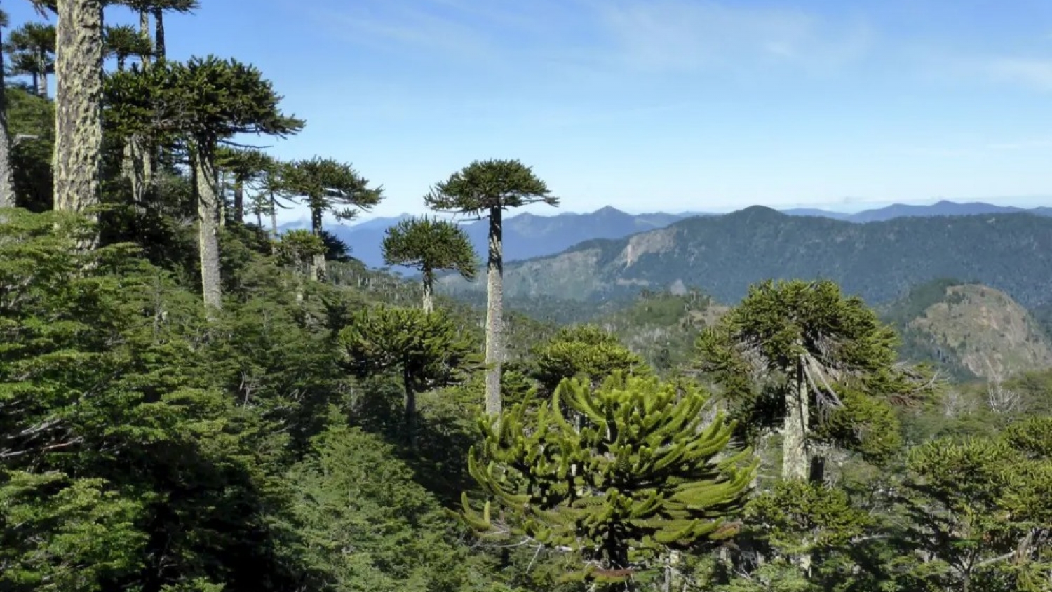 Un estudio global advierte que las especies exóticas de rápido crecimiento están redefiniendo los bosques del planeta