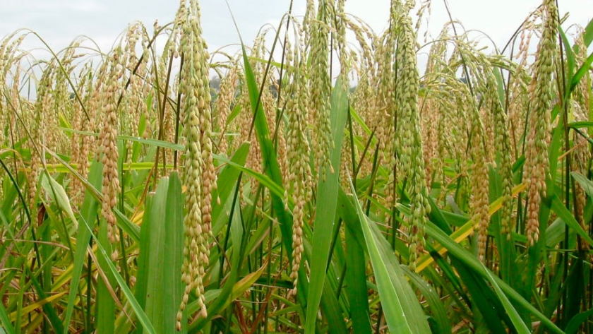 Arroz: evalúan reducir el área en Entre Ríos