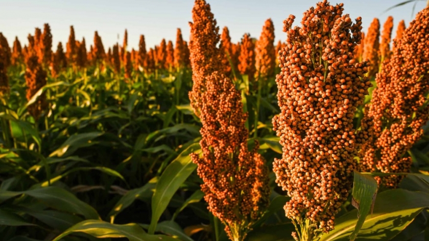 El sorgo gana terreno y desafía al esquema tradicional: genética y manejo, las claves para su salto productivo