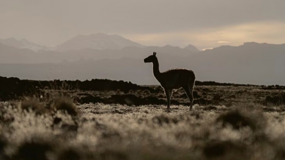 Guanacos: qué datos faltan antes de autorizar su aprovechamiento