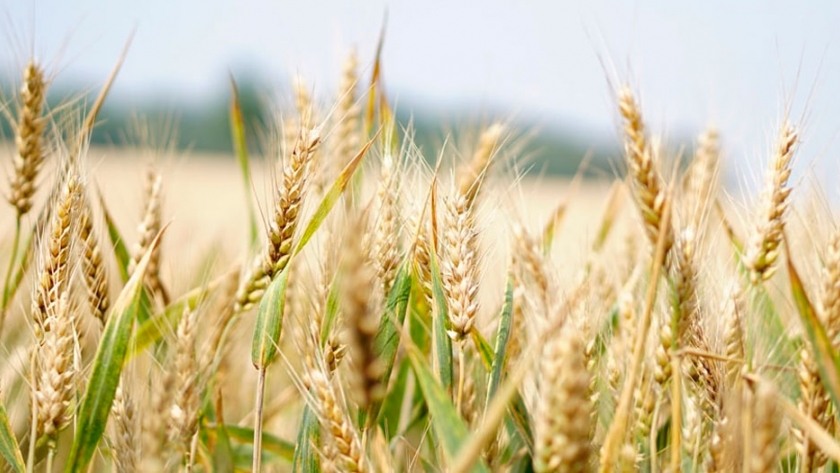 ACA creó 2 variedades de trigo 