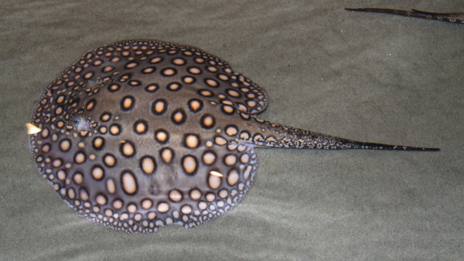 Descubren en el Mekong al pez de agua dulce más grande registrado en el mundo