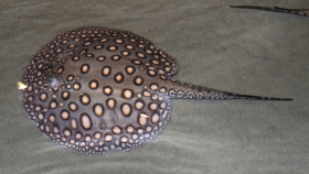 Descubren en el Mekong al pez de agua dulce más grande registrado en el mundo