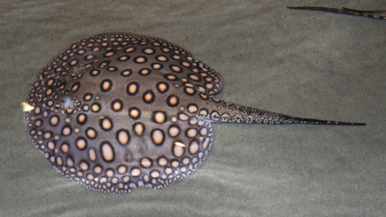 Descubren en el Mekong al pez de agua dulce más grande registrado en el mundo