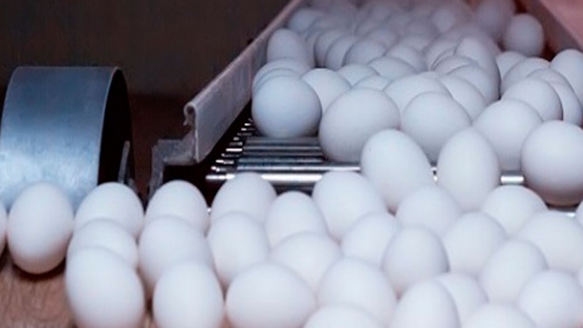 Avicultores de Argentina: Plantean al gobierno establecer precio de referencia al huevo