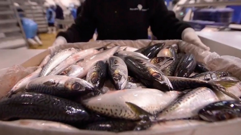 Aspectos a tener en cuenta en la logística de exportación de productos pesqueros
