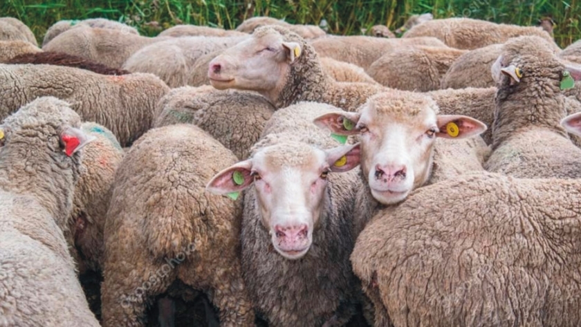 Suplementación y alimentación en ovinos