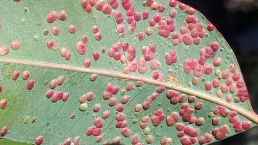 Avispa agalladora de hojas en Eucalipto y su biocontrolador