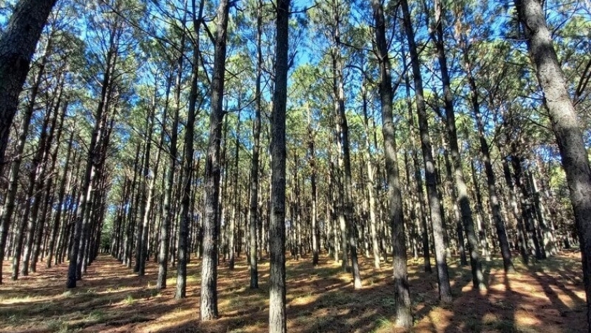 Industria forestal: un “censo” relevó datos clave sobre las plantaciones en la Mesopotamia