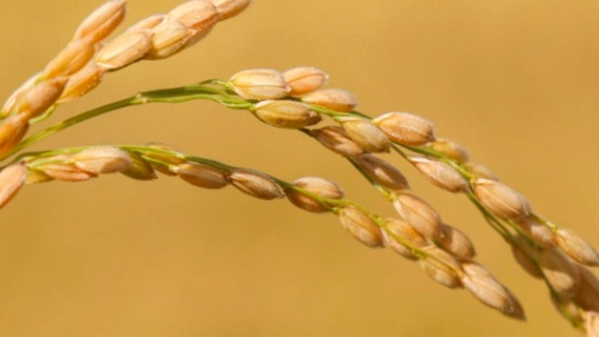 Argentina Expande El Mercado De Arroz A Australia