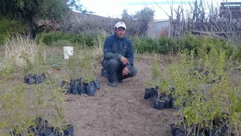 Bosques energéticos para producción de leña en la Meseta Central de Chubut