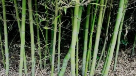 Bambú: ¿una alternativa productiva?