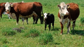 Presentan un programa de fortalecimiento de la cadena bovina
