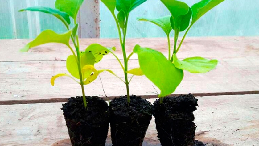 Una productora elaboró berenjenas baby con fertirriego y ganó un certamen