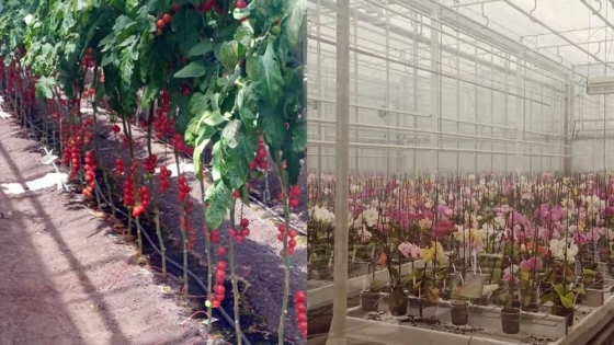 Argentina busca potenciar su genética vegetal con el modelo neerlandés de innovación