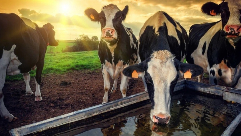 Diseño innovador de bebederos impulsa la eficiencia energética en campos ganaderos