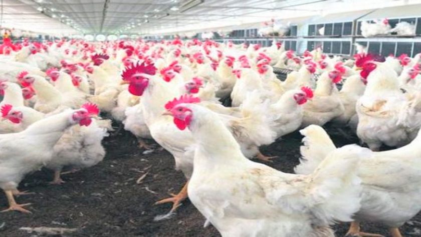 Aplicaciones avícolas con valor agregado en el procesamiento