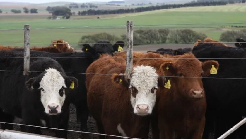 El sector ganadero espera que se vuelquen más animales al mercado y una variable pone en jaque el precio