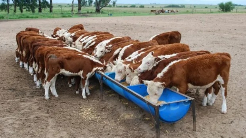 Argentina busca aumentar un 50 % las exportaciones de nutrición animal