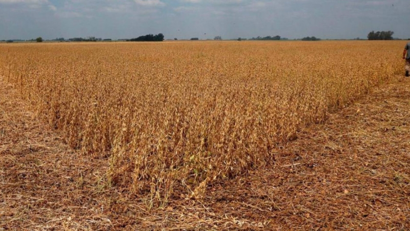 Tras la homologación de la emergencia agropecuaria, Producción avanza en el otorgamiento de certificados