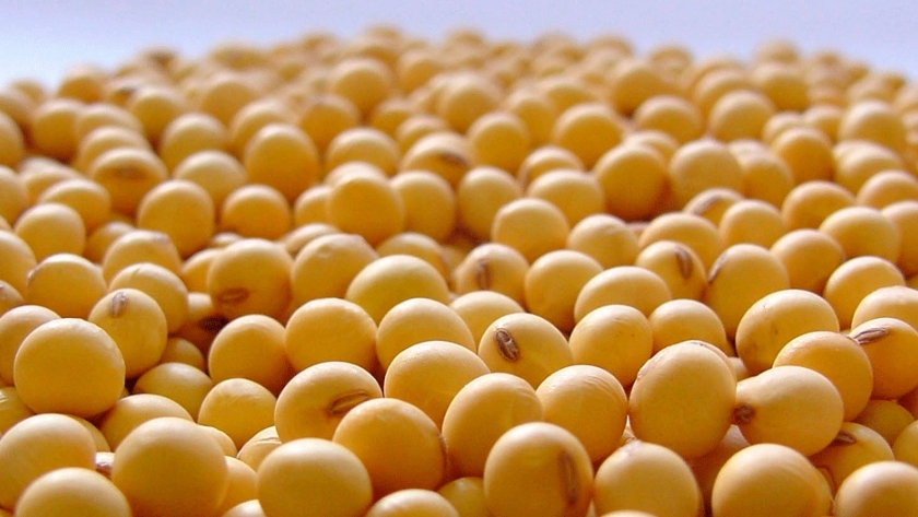 El Ministerio de Agricultura aprobó la primera soja tolerante a la sequía