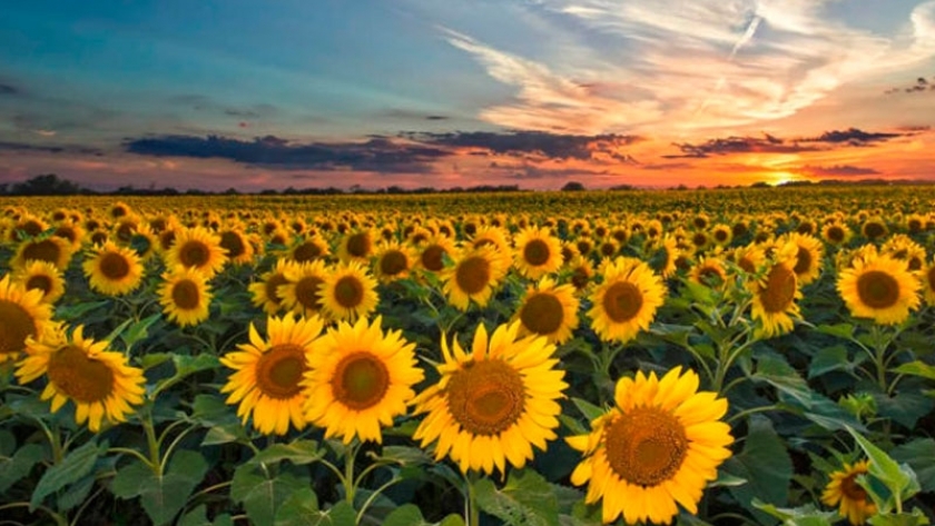 Girasol: La campaña santafesina fue la mejor de la última década 