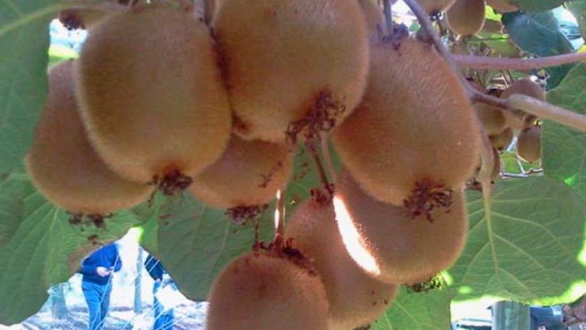Kiwi: la historia y el destino de una fruta extranjera en la ciudad