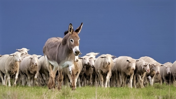 El sorprendente rol del burro como protector del ganado ante los ataques de pumas