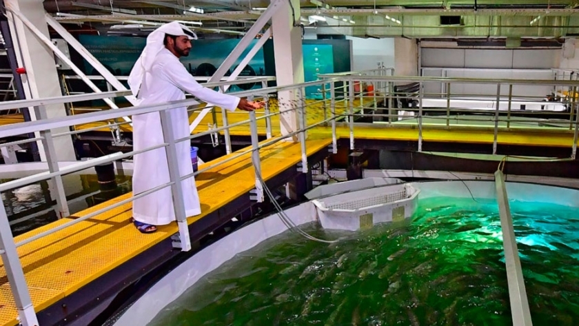 Dubái cría salmones en pleno desierto