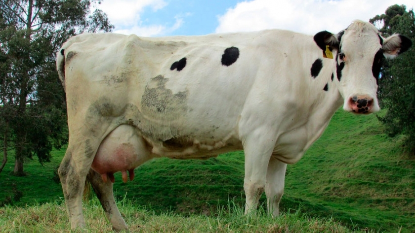 Estrategias para combatir el estrés calórico en vacas lecheras