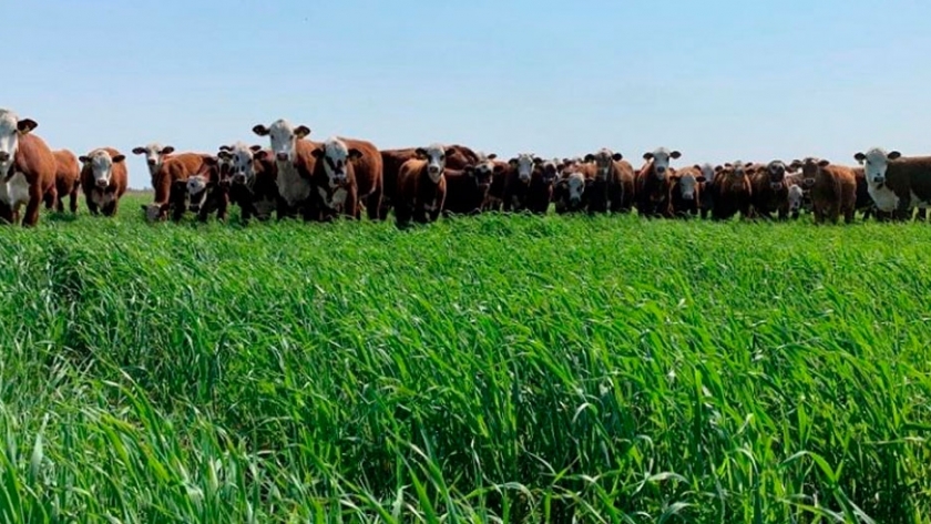 Incorporar avenas aumentaría tres veces la producción de carne