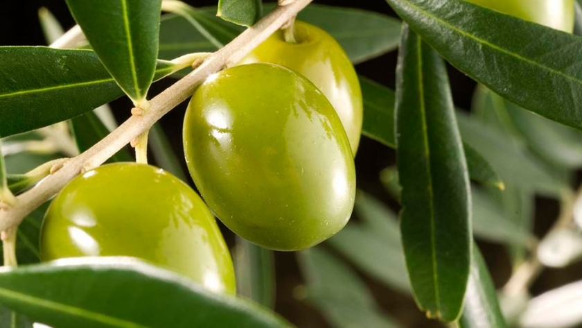 Olivos: la producción riojana, amenazada por dos enfermedades