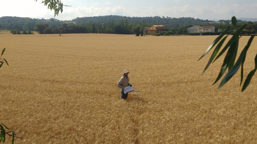 Cobertura vegetal de los cultivos de cereal y rendimiento agronómico