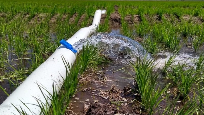 Entre Ríos beneficia a los productores de arroz
