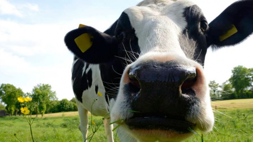 Fertilizante dorado: así convierten la orina de vaca en un abono de éxito mundial