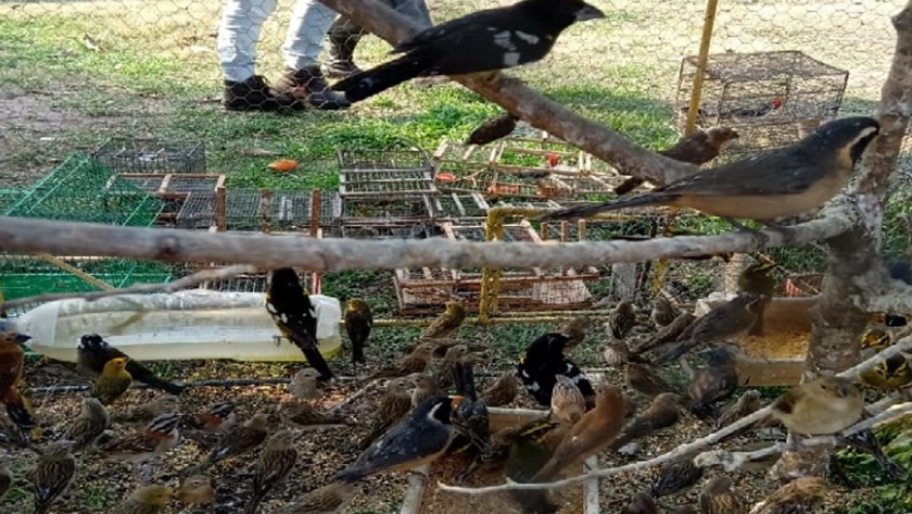 Recuperan más de 250 aves autóctonas en cautiverio en Burruyacu