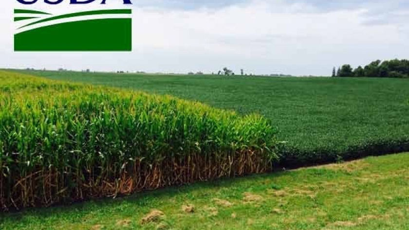 El USDA anuncia una nueva iniciativa de asistencia pandémica para productores