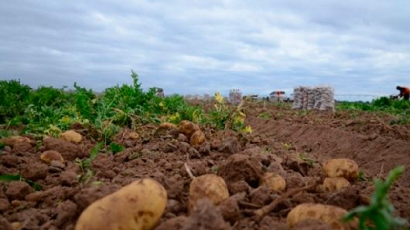 Controlan lotes de papa semilla en San Luis