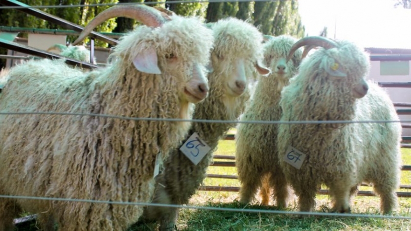 Se realizará la feria de intercambio y venta de reproductores ovinos y caprinos-artesanas y velloneros